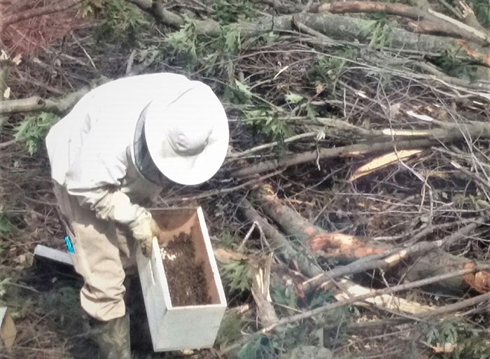 bee keeper saving bees