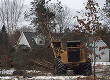 Muskegon Buy Standing Timber
