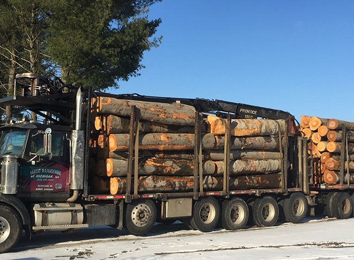 Muskegon tree clearing